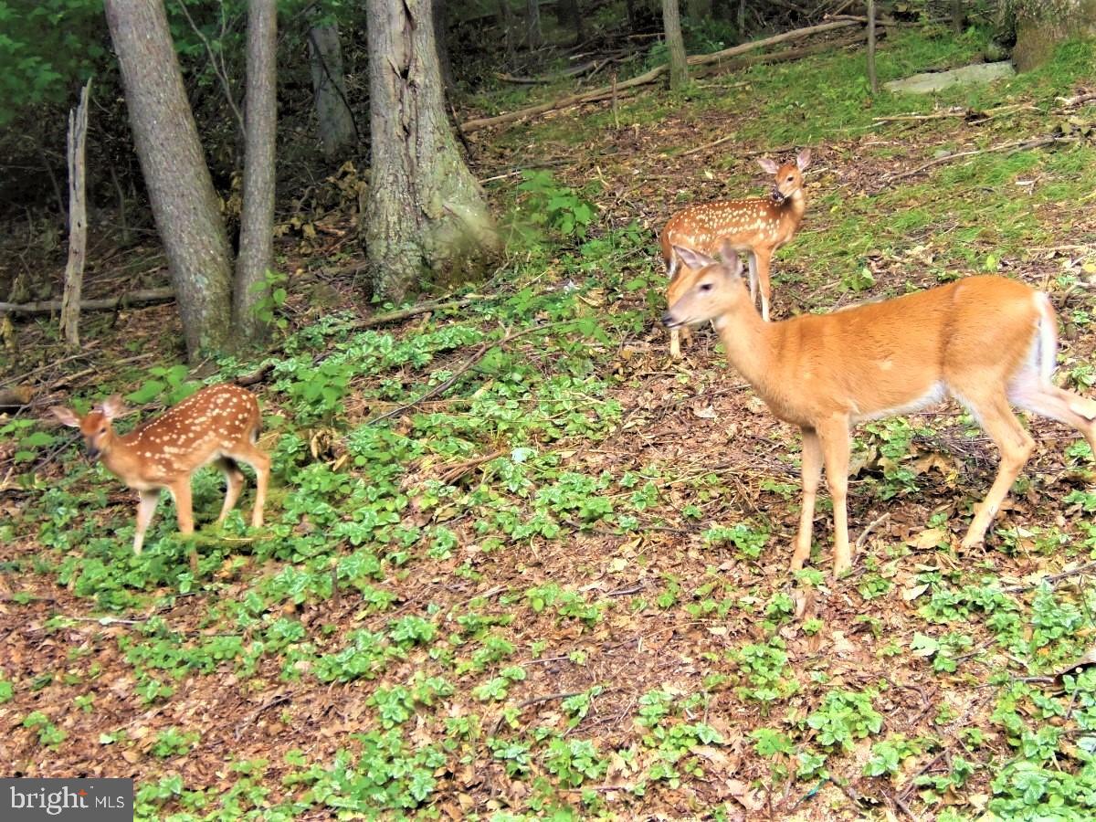 ALPINE LAKE RESORT - Residential