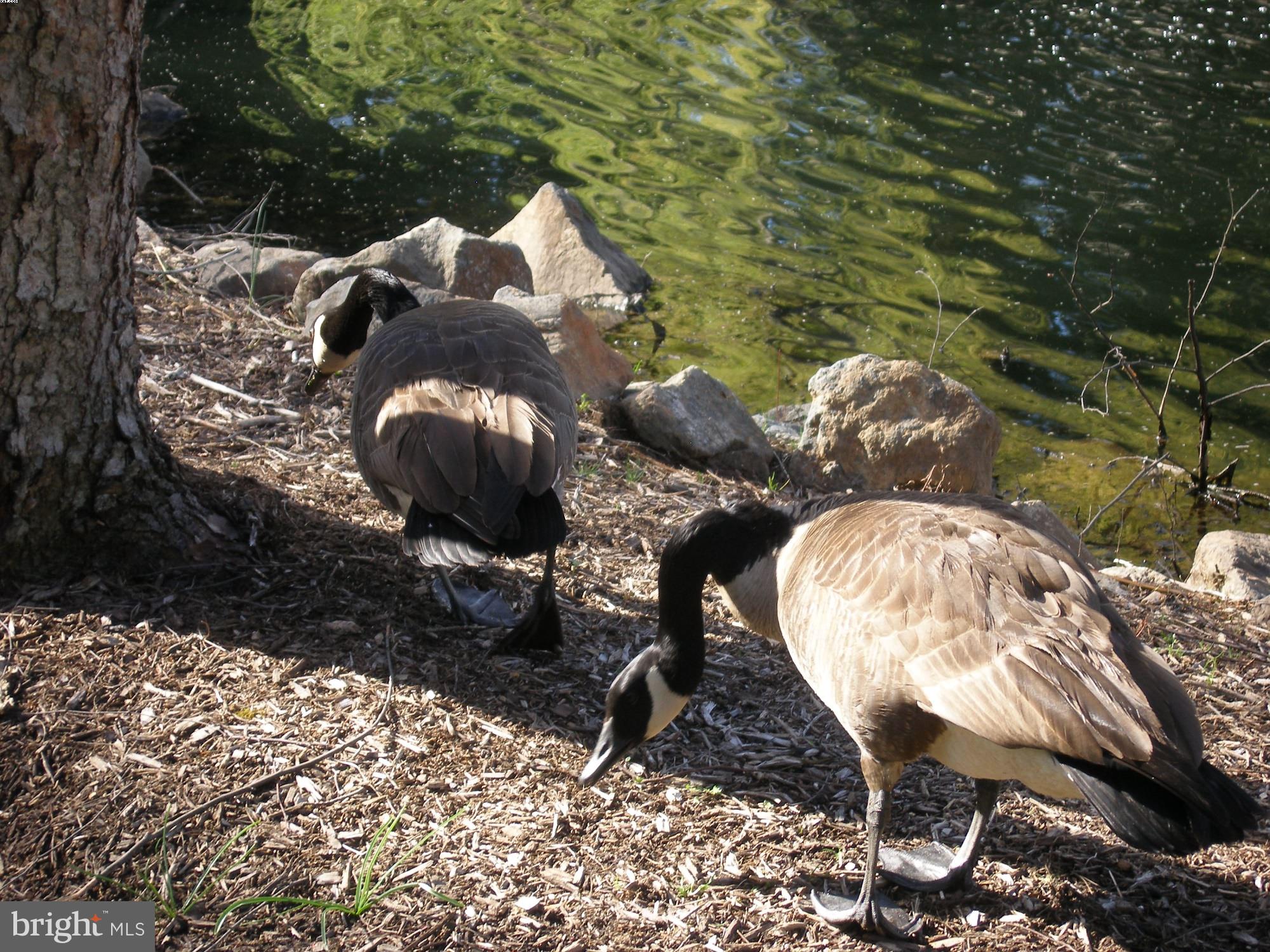 SAYBROOKE - Residential Lease