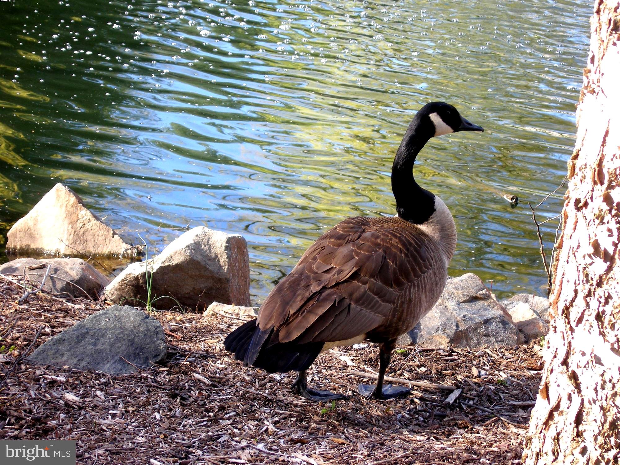 SAYBROOKE - Residential Lease