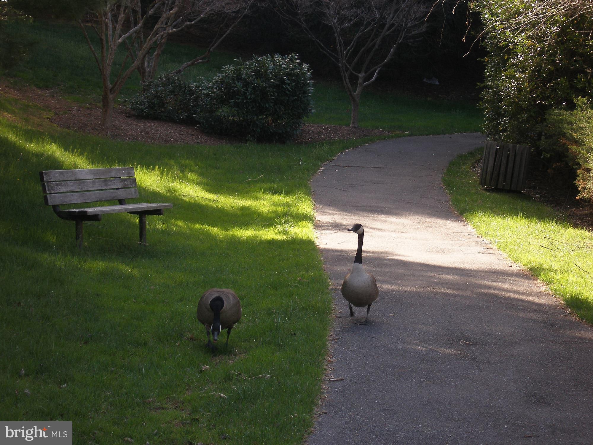 SAYBROOKE - Residential Lease