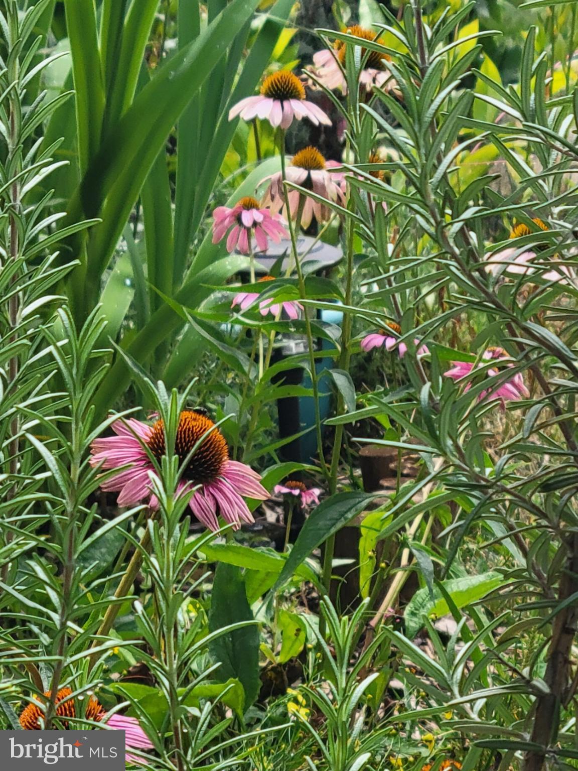 FREDERICKTOWNE VILLAGE - Residential