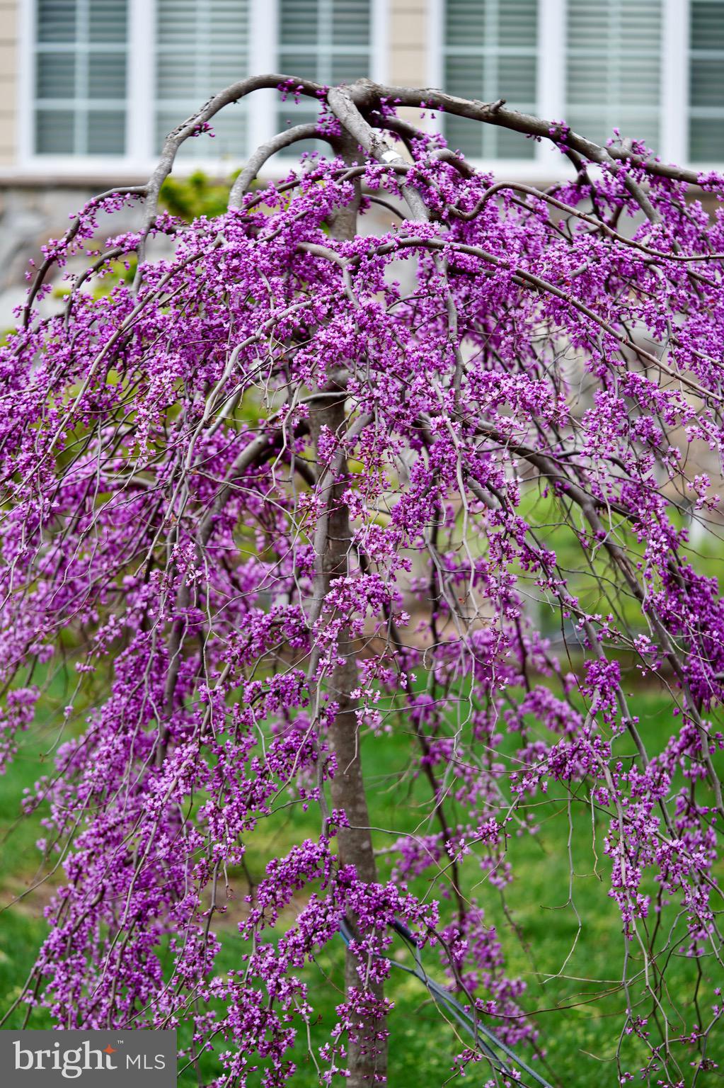 OLNEY ESTATES - Residential