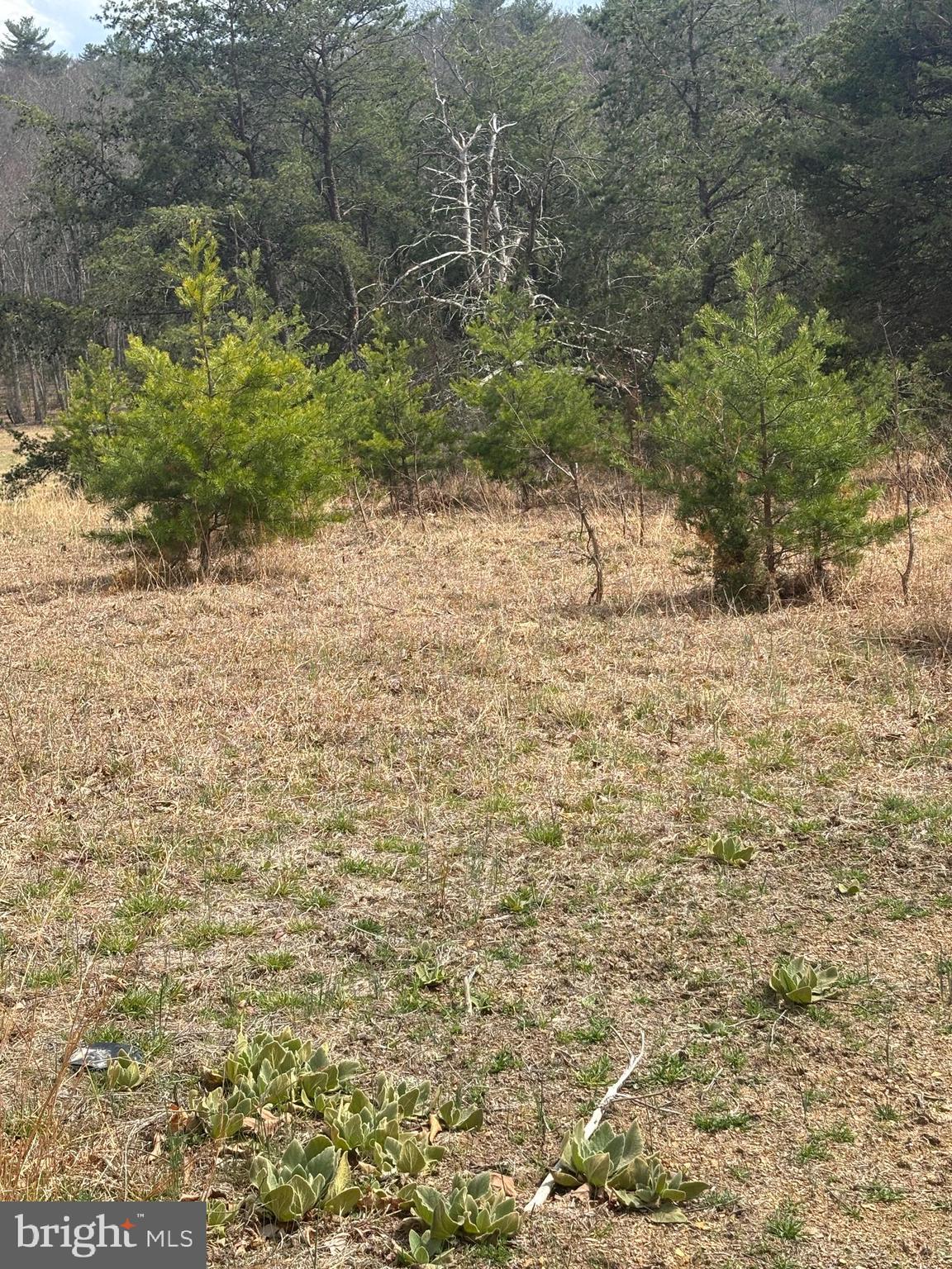 DILLONS RUN ESTATES - Land