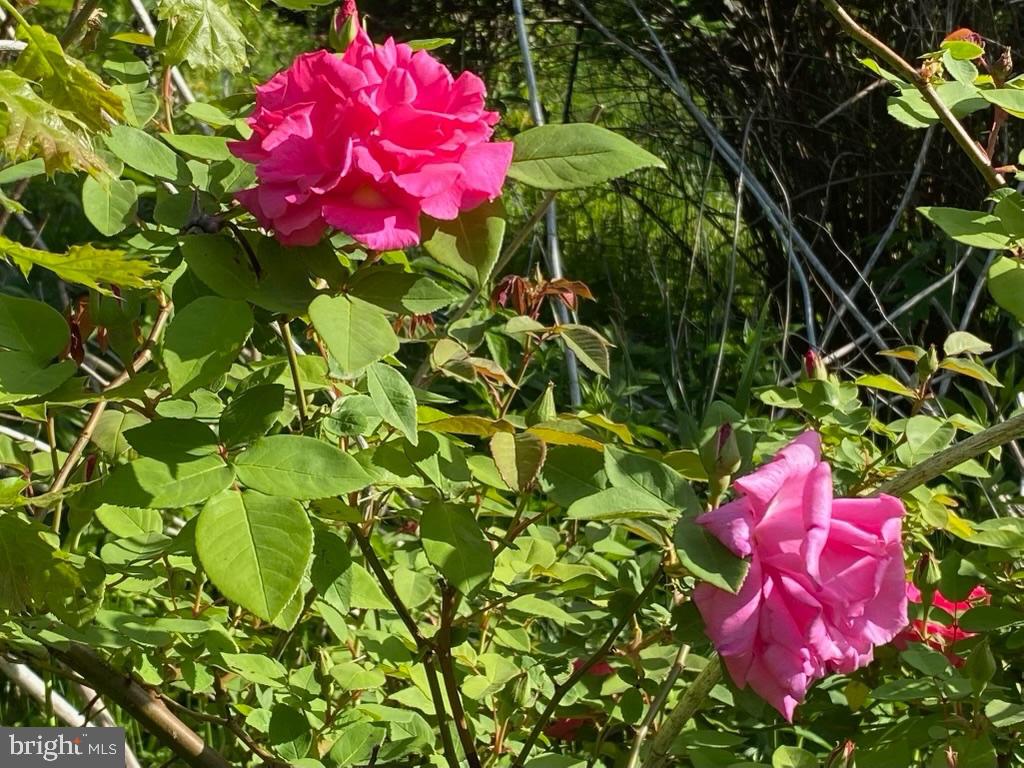 CEDMONT - Residential