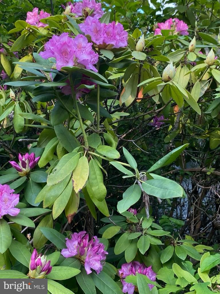 CEDMONT - Residential