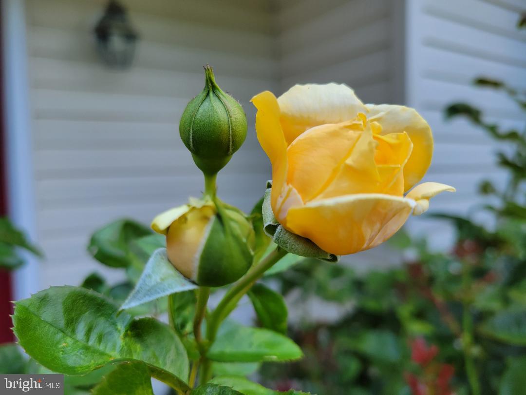 KINGS GRANT LA PLATA - Residential