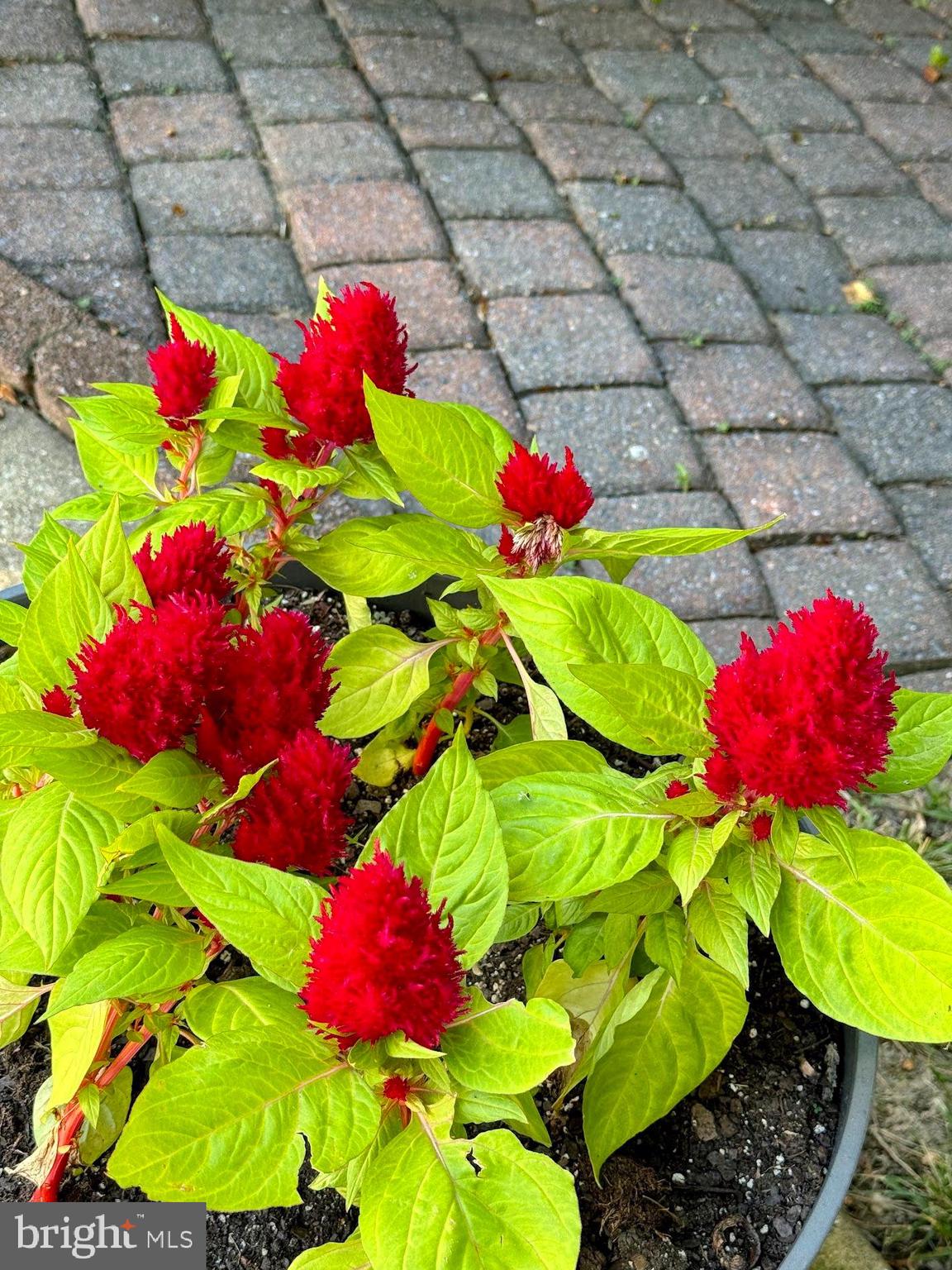 KINGS GRANT LA PLATA - Residential