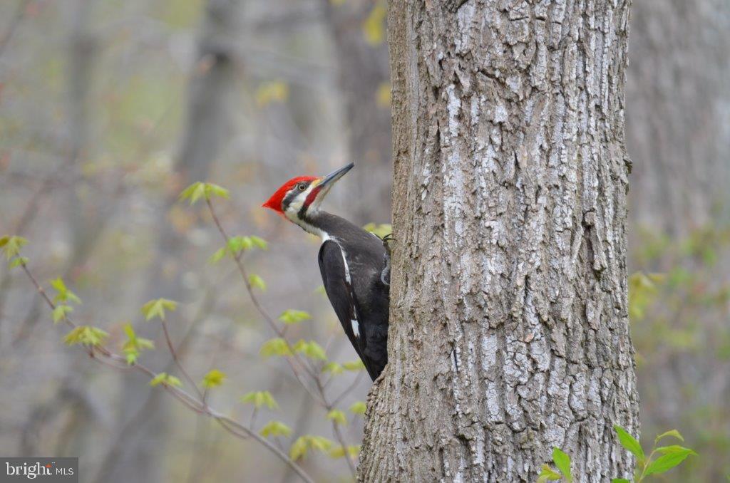 AUDUBON TERRACE VILLAS - Residential