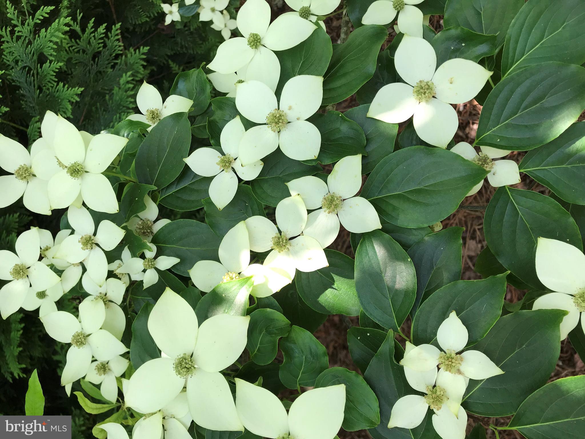 WESTMORELAND SHORES - Residential