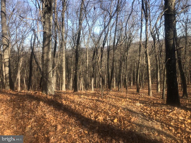 QUIVEYS GROVE - Land