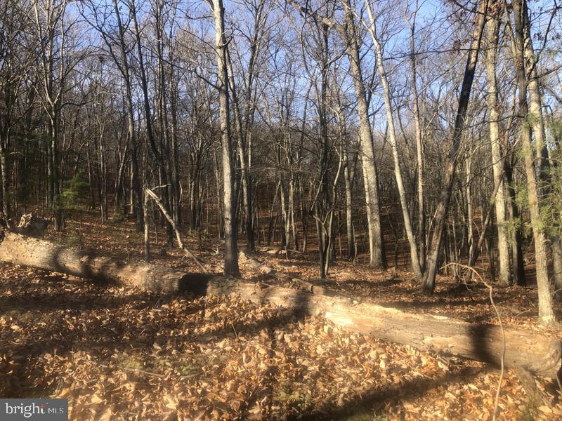 QUIVEYS GROVE - Land