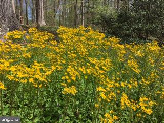 MANTUA - Residential