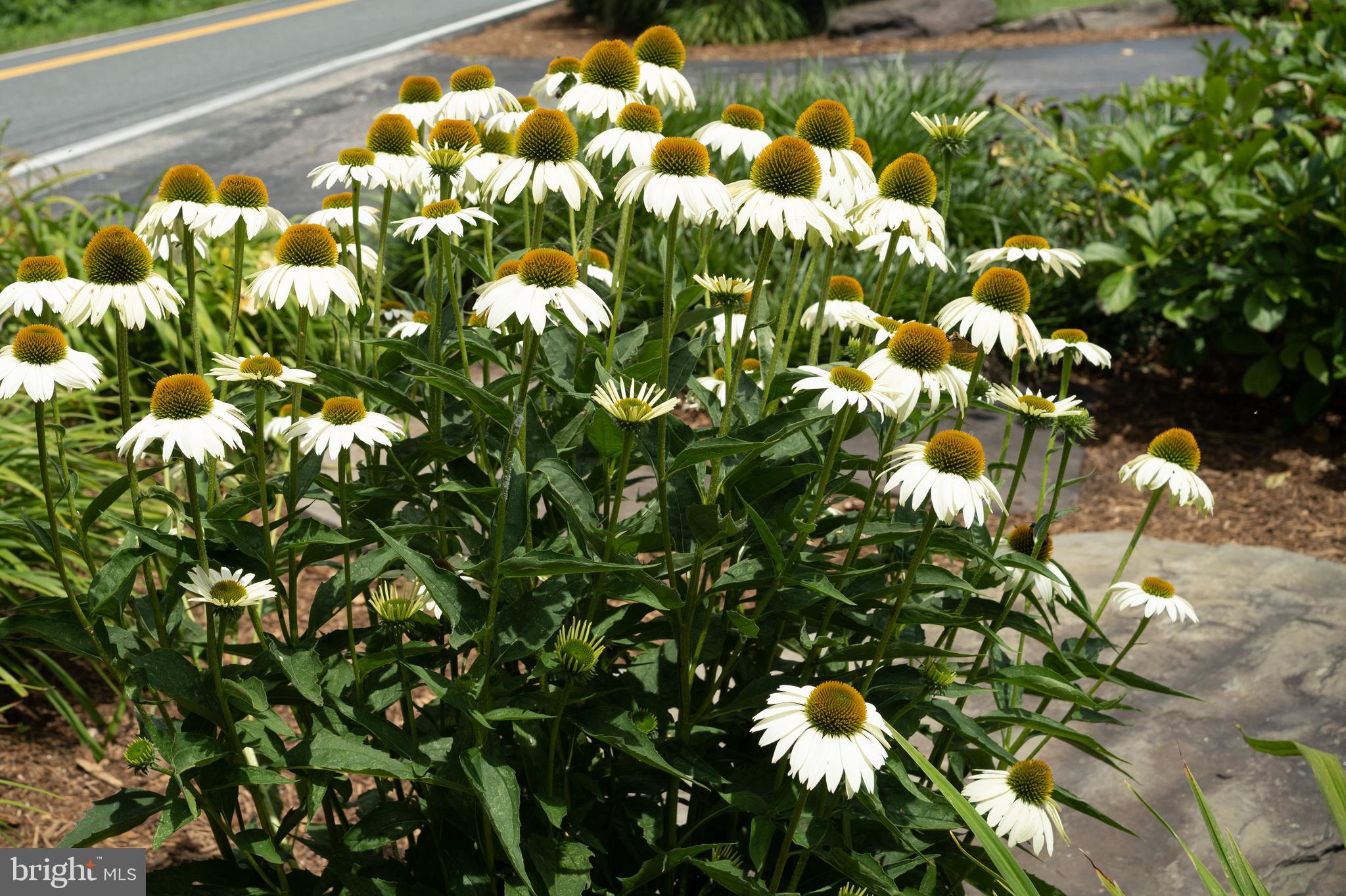 WHITEHALL BEACH - Residential
