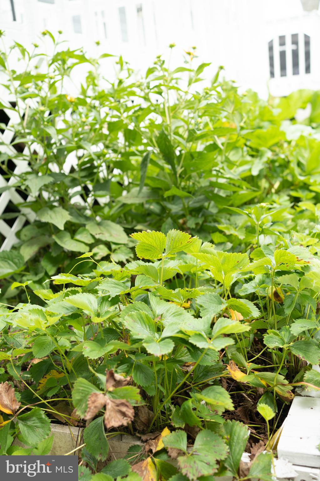 WHITEHALL BEACH - Residential