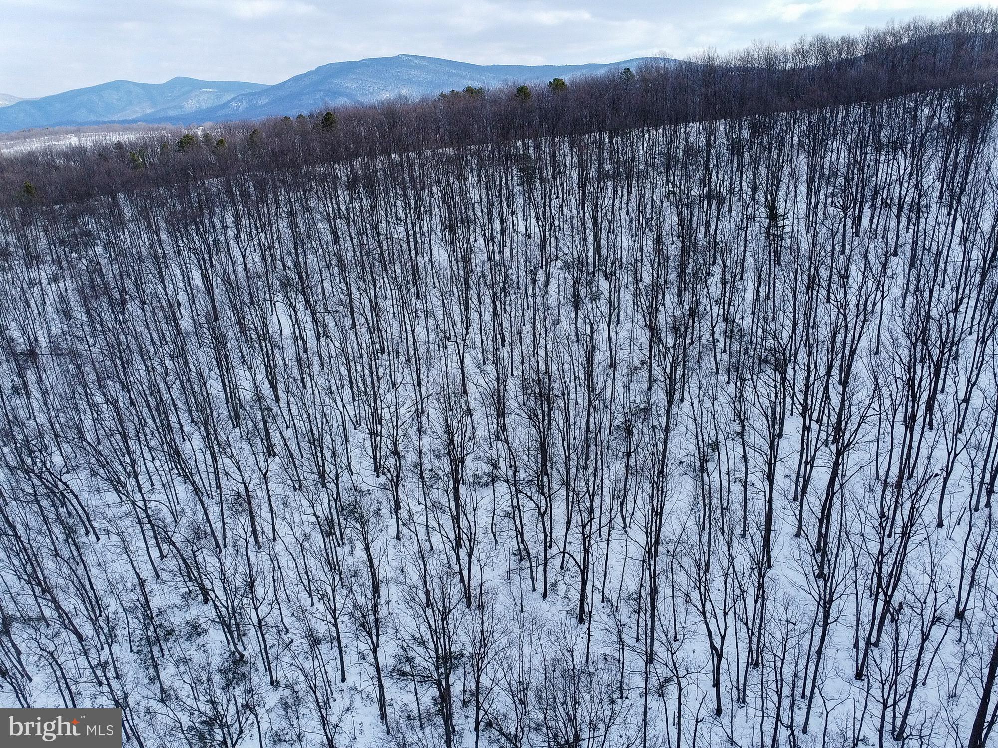 CUBBAGE HOLLOW RD, LOT 75 - 40.55 ACRES