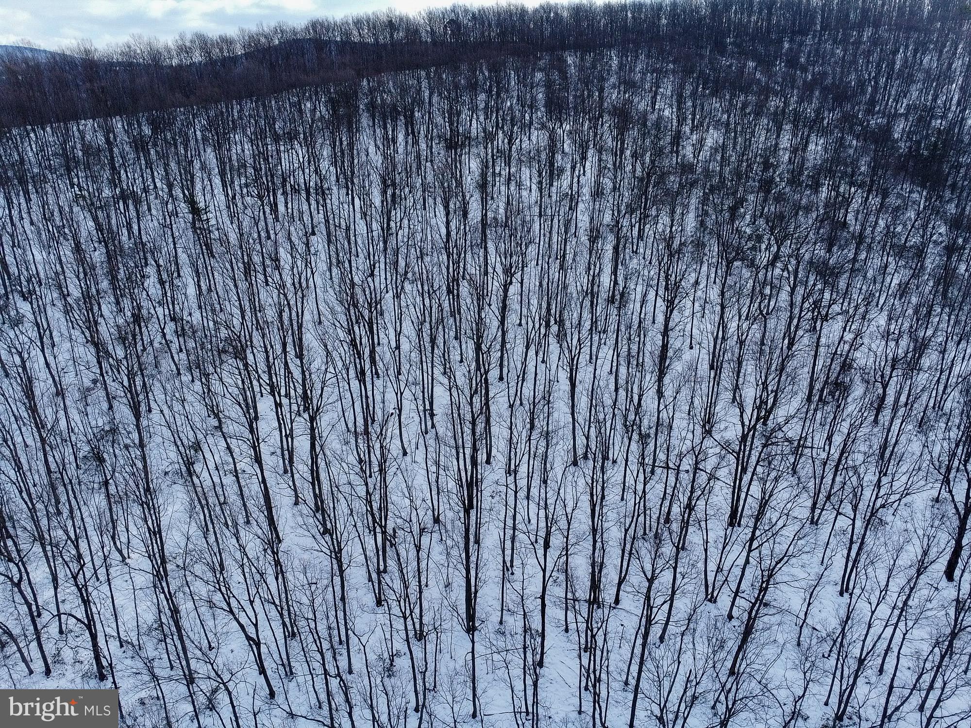 CUBBAGE HOLLOW RD, LOT 75 - 40.55 ACRES