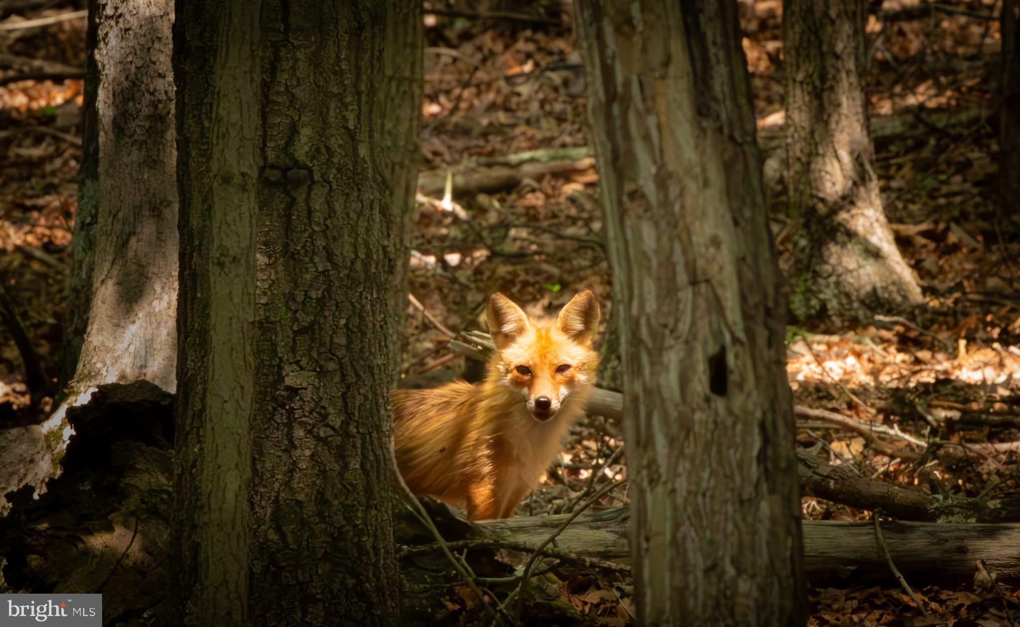 40.4 AC DAVE MORELAND RD