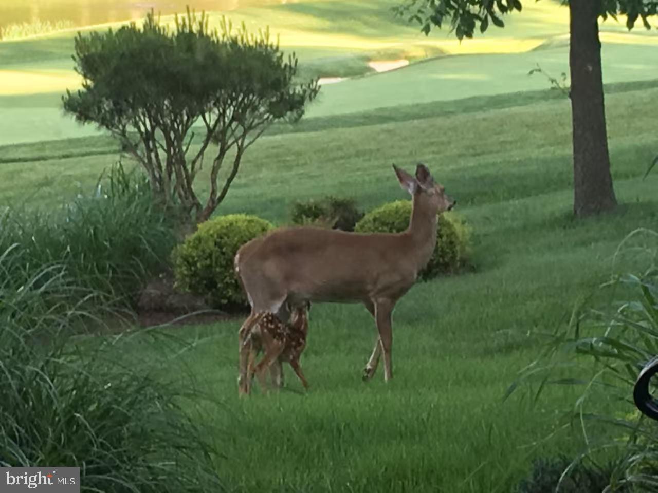 AVENEL - Residential