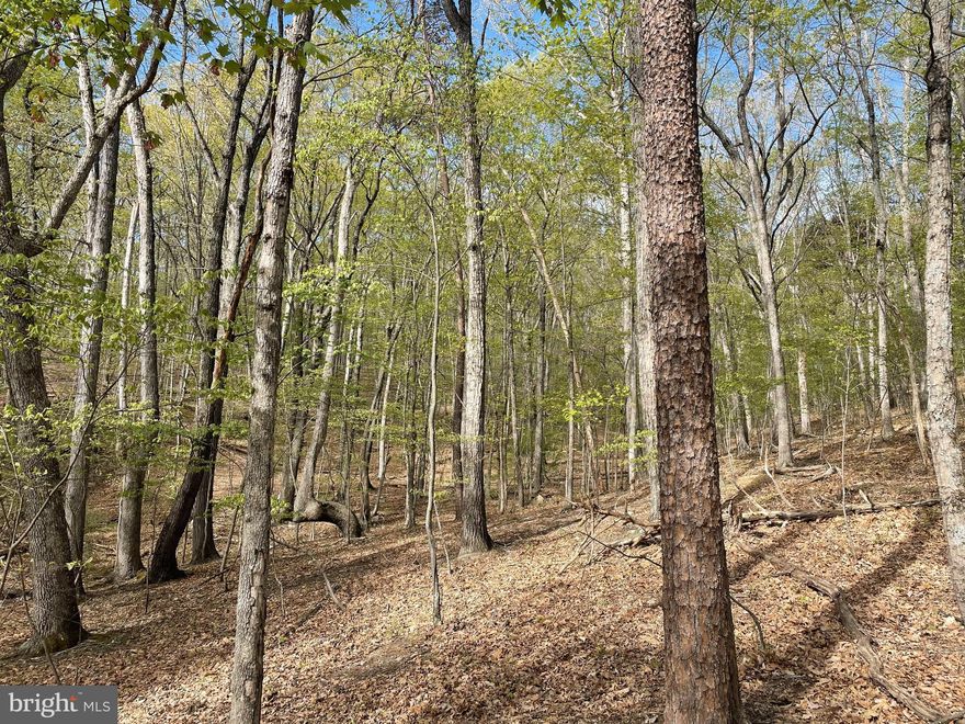 55.97 ACRES OF MOUNTAIN LAND OFFERING PRIVACY!  Two parcels offering a total of 55.97  acres with new survey and within walking distance to the National Forest.  The property is located at the end of a private easement.  Great hunting and could possibly be a great place for a cabin or 2.  This property has been in the same family for over 100 years.  This property offers Chestnut Oak and White Oak as well as Black Oak, Scarlet Oak, Virginia Pine, Red Maple, Hickory and Black Gum.   The Forest Management Plan indicates that most of the trees average 120 plus years of age and suggest that owners should consider a selective timber harvest.  Head to the mountains and enjoy the wildlife as well as the peace and quiet this property offers.  Must have an appointment to see.  New Survey revealed that the property offers more acreage than tax records indicate.  Page County Building and Zoning have indicated that a house and guest house can be built on each parcel.  All information must be verified with the county.