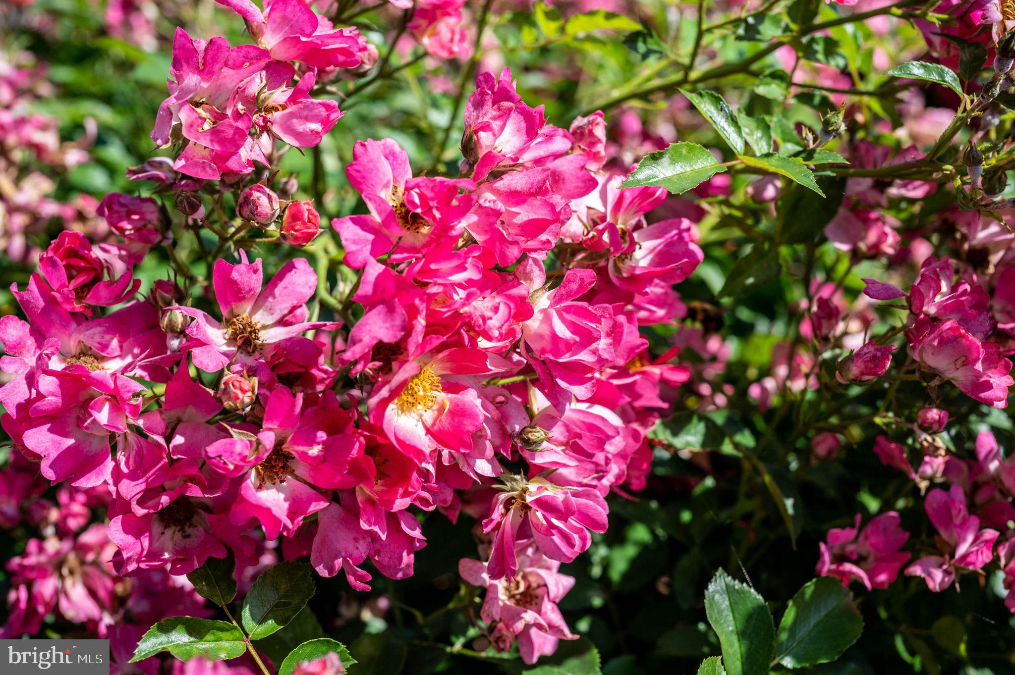 FAWN LAKE - Residential
