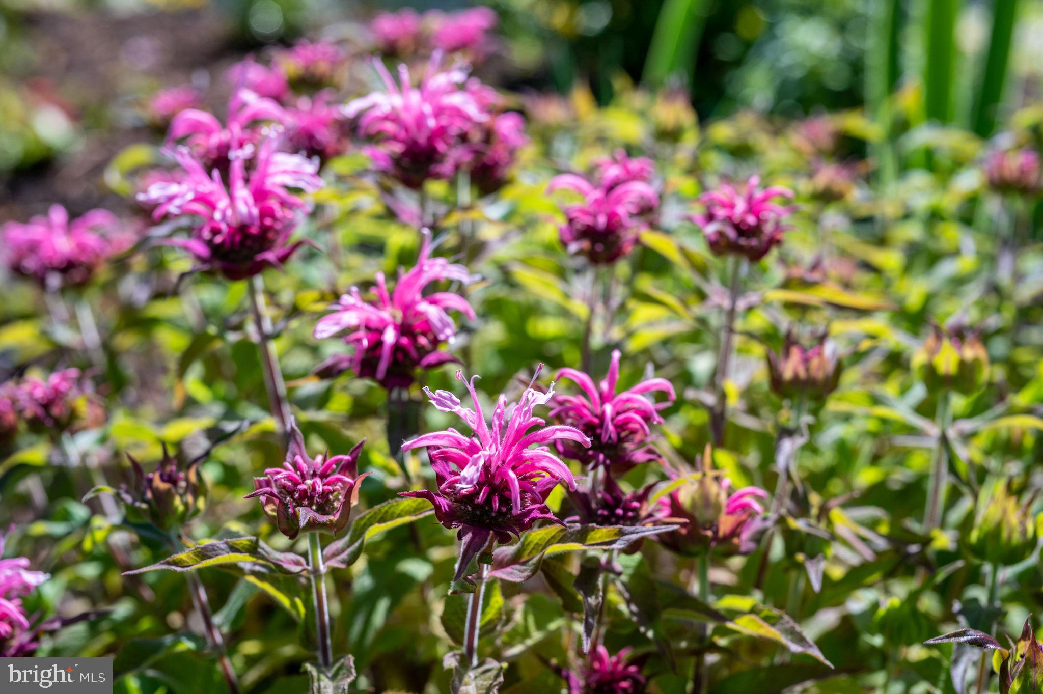 FAWN LAKE - Residential