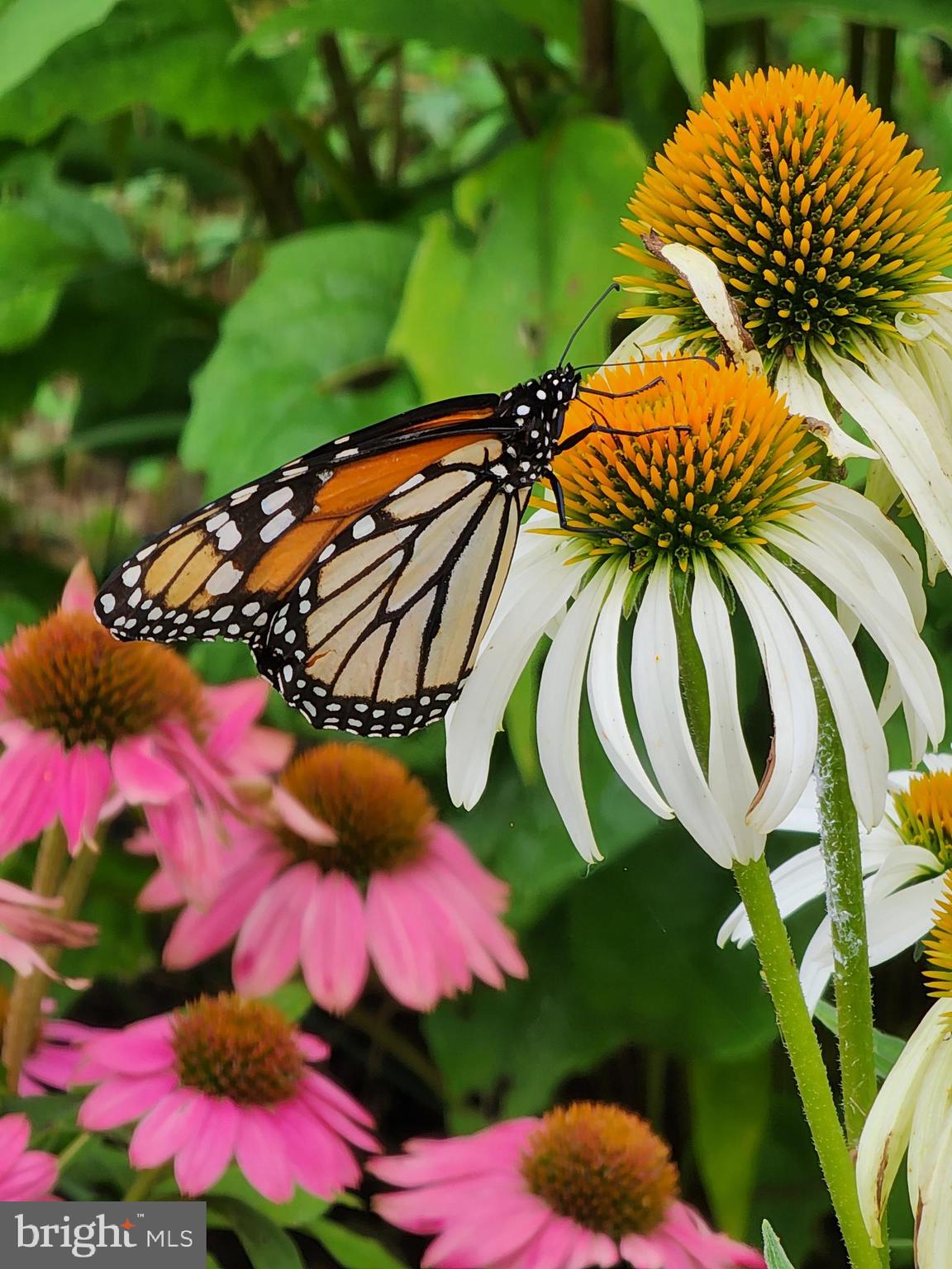 BARNESVILLE OUTSIDE - Residential