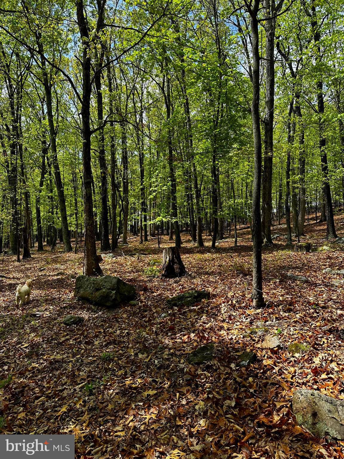 ORCHARD VIEW ESTATES - Land