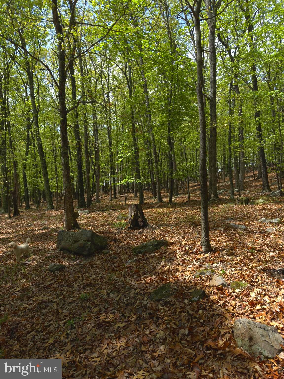 ORCHARD VIEW ESTATES - Land