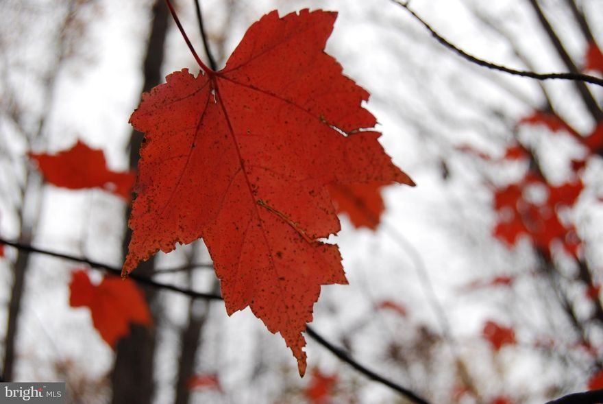 Nestled on the outskirts of the charming town of Berkeley Springs, this building lot is more than just land; it's a canvas for your dreams. The gentle, rolling terrain offers a perfect setting for your future home, providing a natural and serene ambiance that's hard to find elsewhere.

As you explore this property, you'll notice the majesty of nature all around you. Towering poplar trees, their leaves whispering in the wind, are scattered generously throughout the landscape. These ancient sentinels not only provide shade but also add a touch of natural grandeur, turning your property into a picturesque haven.

One of the property's most enchanting features is the presence of an intermittent stream that meanders through the land. This stream is not just a water feature; it's a lifeline, drawing in a variety of wildlife. Imagine the sight of deer coming to drink, or the sound of birds chirping as they splash around. This stream adds a touch of magic to your property, creating a vibrant ecosystem right at your doorstep.

Moreover, the convenience of modern living is already here. Electricity is readily available on-site, making the process of building your dream home much smoother. You can seamlessly integrate all the comforts of contemporary life into this natural paradise without any hassle.

This building lot isn't just an investment; it's an opportunity to craft a lifestyle surrounded by the tranquility of nature. With its rolling landscapes, ancient trees, intermittent stream, and modern amenities, it's not just a property – it's a promise of a harmonious and serene future. Don't miss the chance to make this beautiful piece of land your own. Embrace the possibilities, and start building the life you've always imagined.