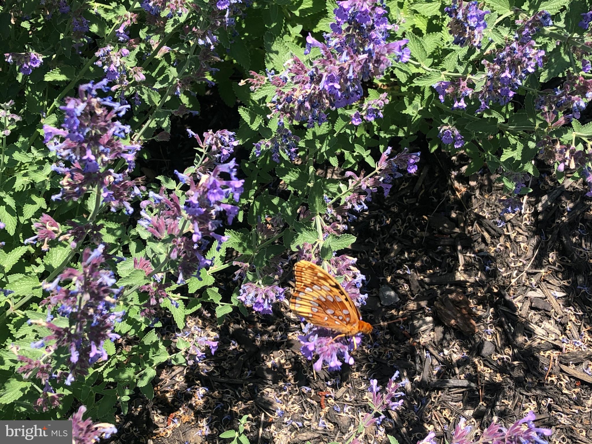 BLUFFS ON THE POTOMAC - Residential