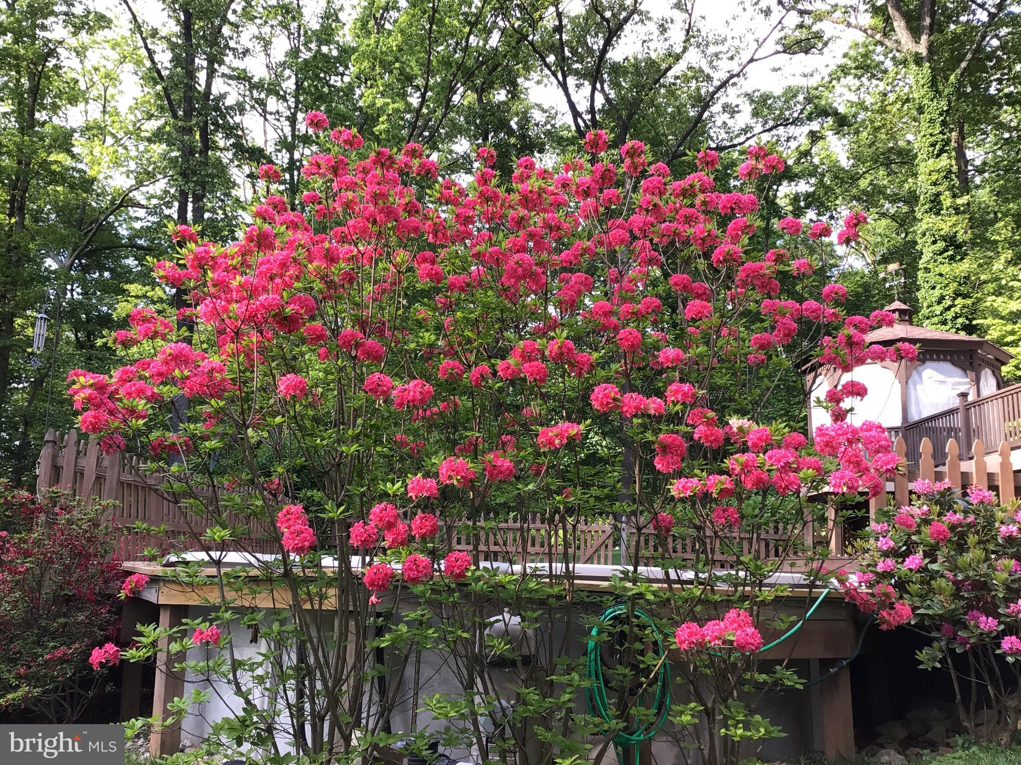 DORSEY HILL - Residential