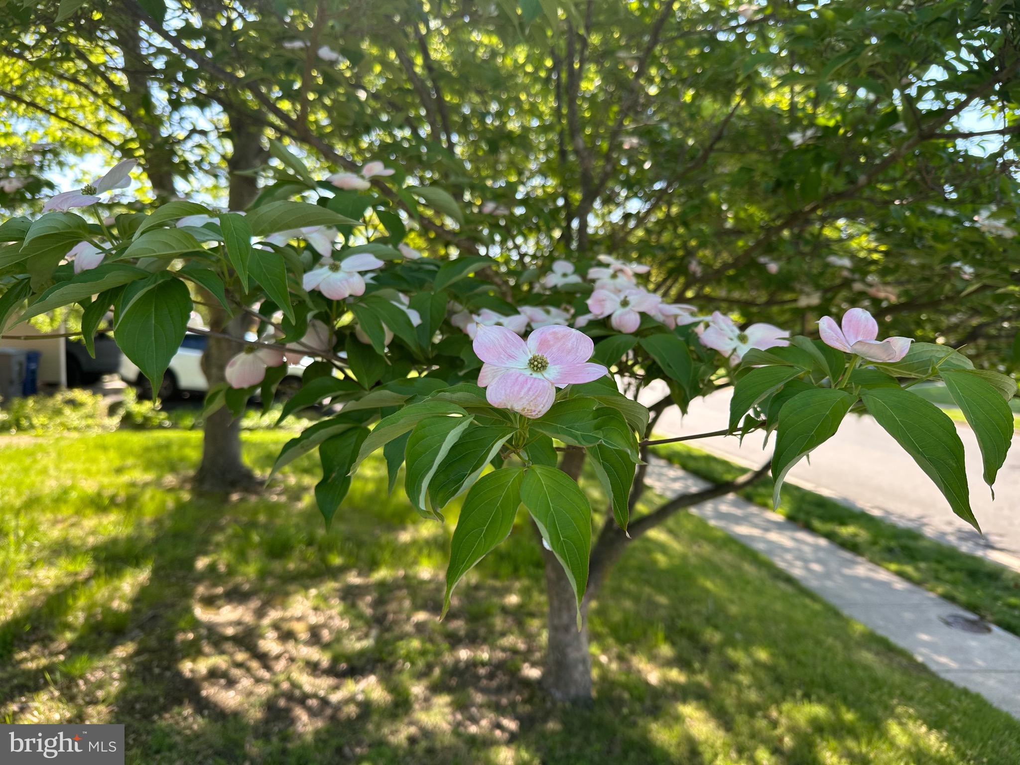 BUCKNELL MANOR - Residential Lease