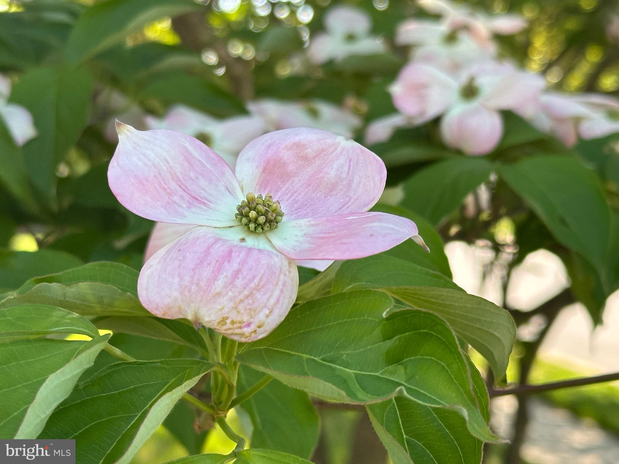 BUCKNELL MANOR - Residential Lease