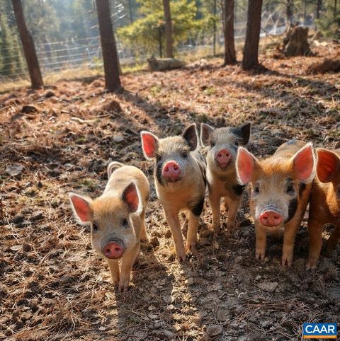 1340 ROUNDABOUT RD LOUISA VA 23093