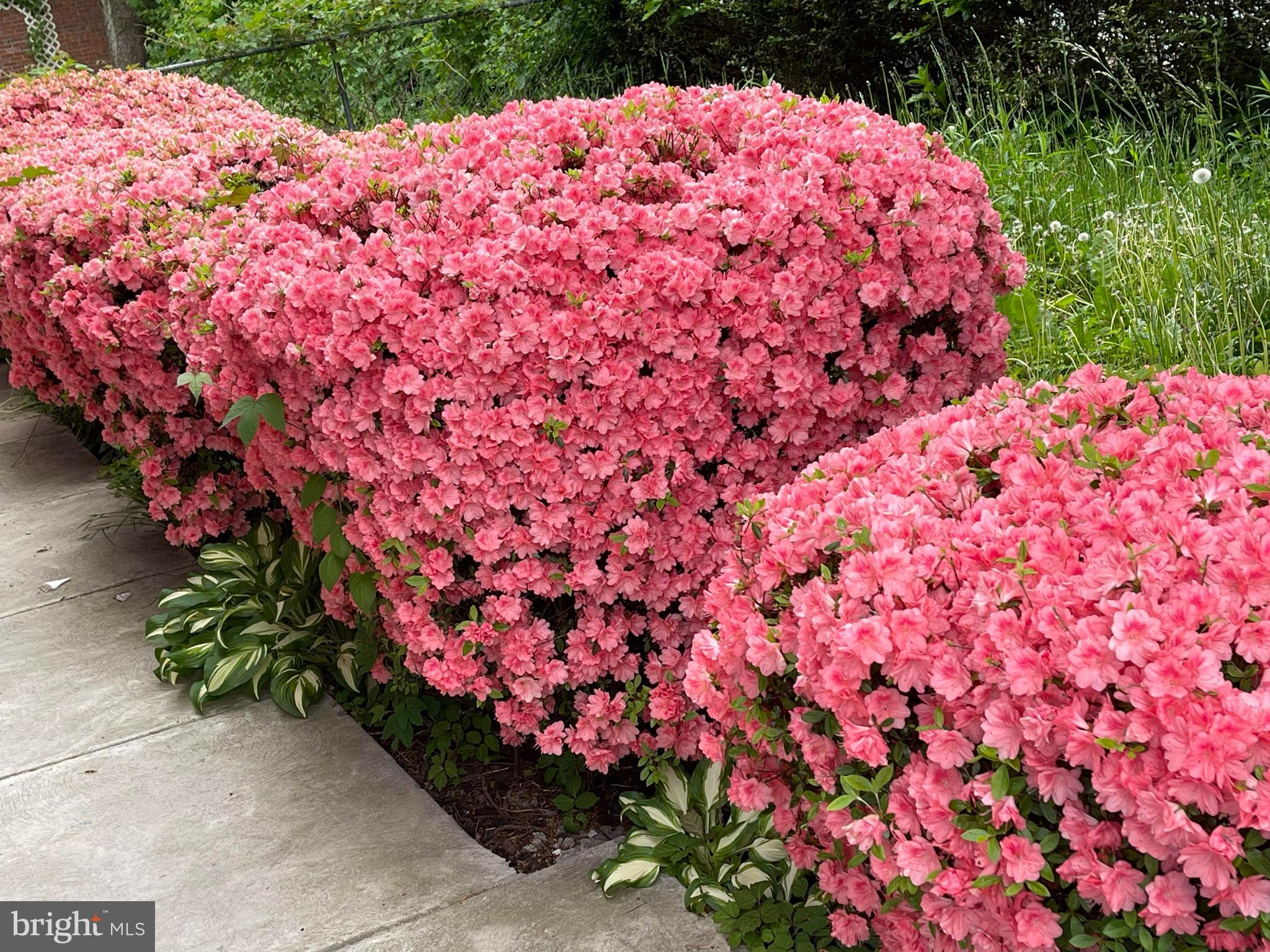 FOX CHASE - Residential Lease