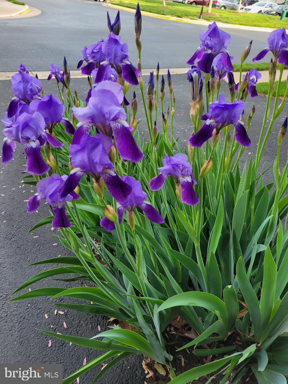 LIFESTYLE AT SULLY STATION - Residential