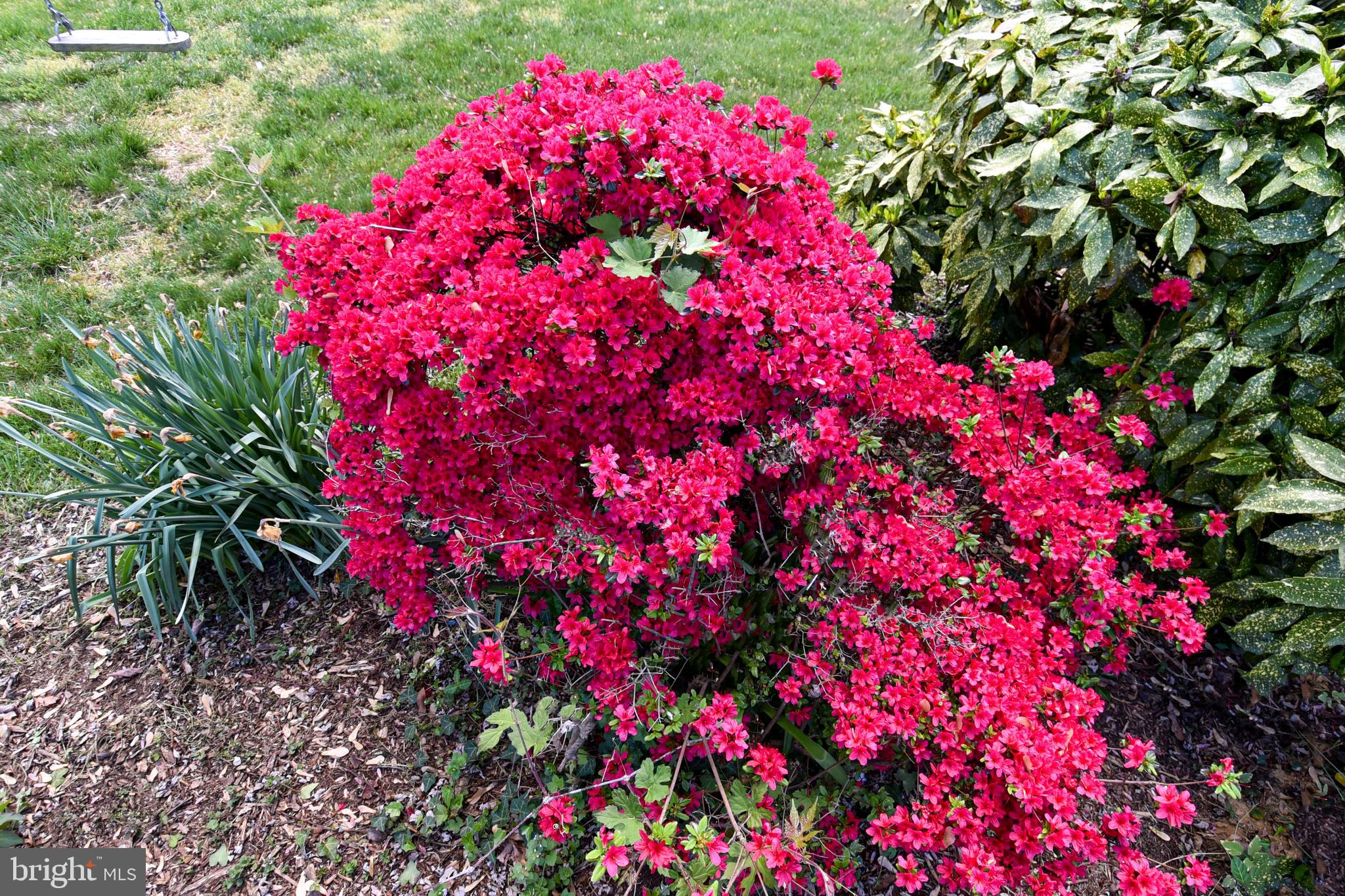 SPRINGDALE ESTATES - Residential Lease