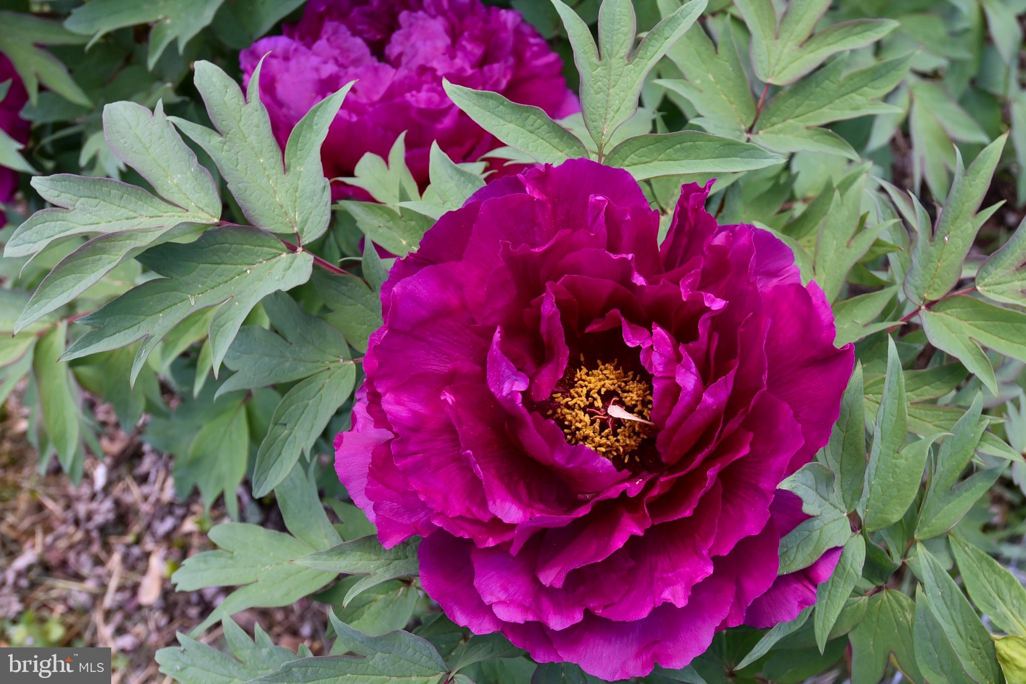 SPRINGDALE ESTATES - Residential Lease