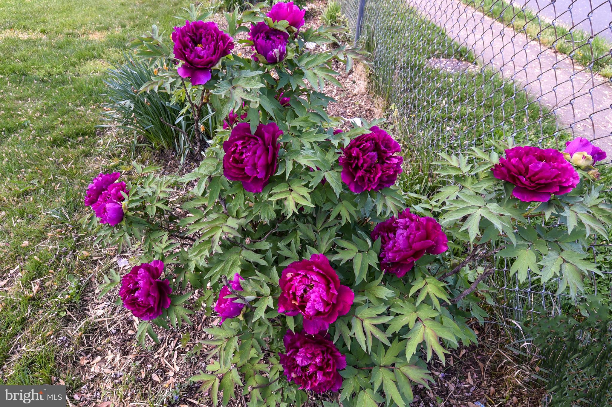 SPRINGDALE ESTATES - Residential Lease