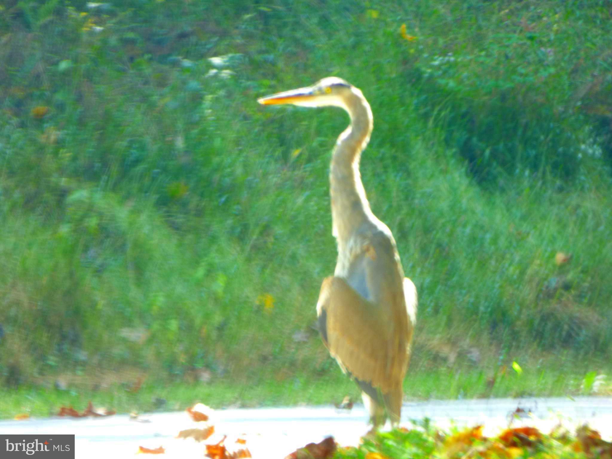FROSTY MEADOWS - Residential