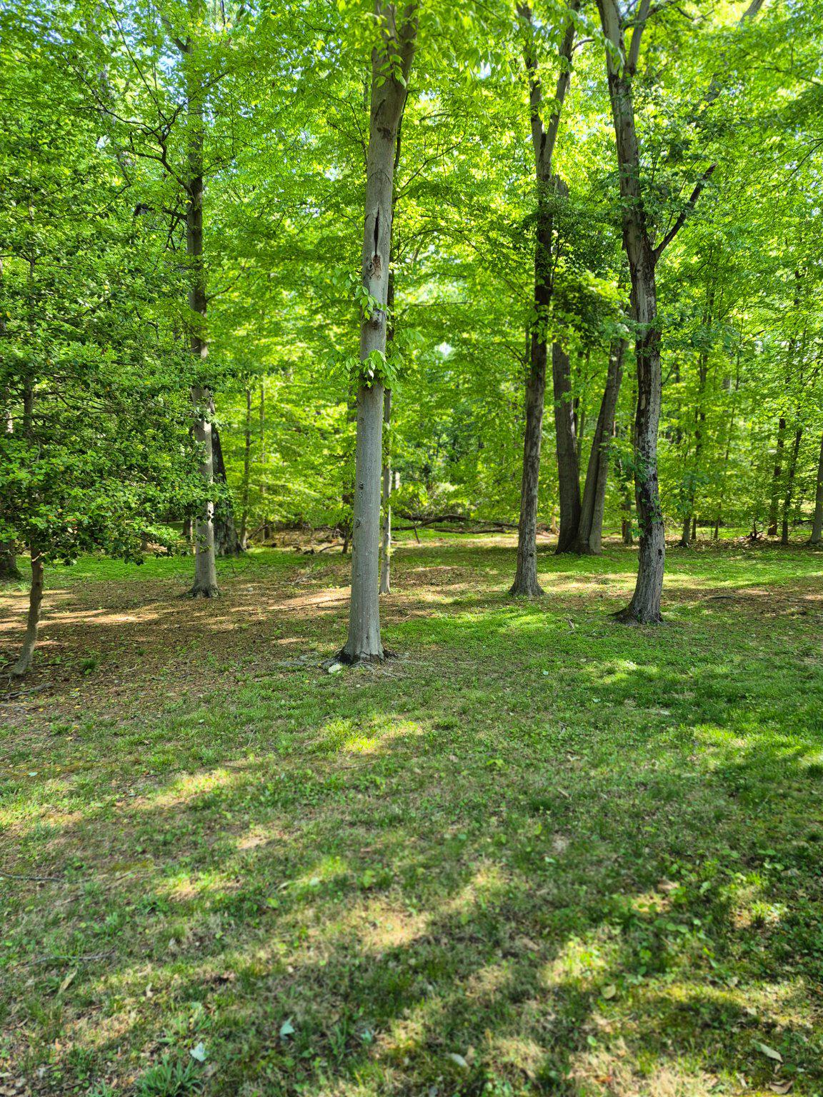 BATTERSEA - Residential