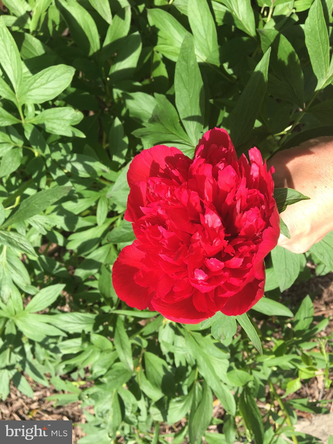 BROOKEFIELD - Residential