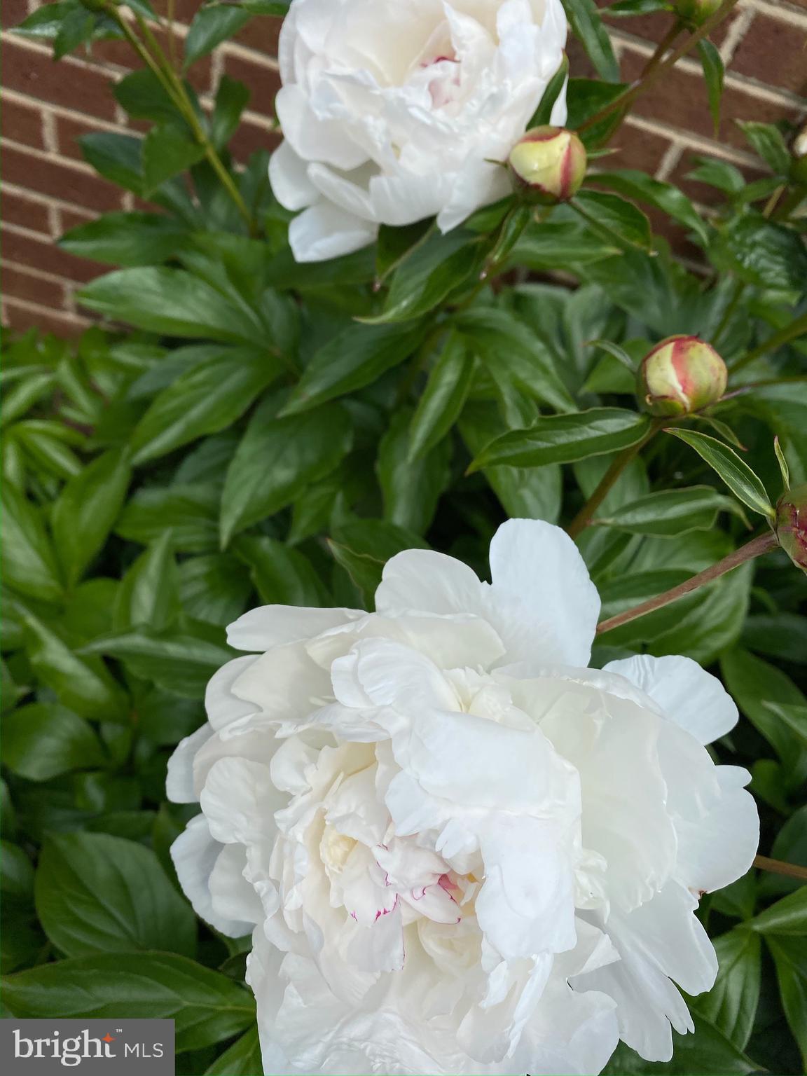 BROOKEFIELD - Residential