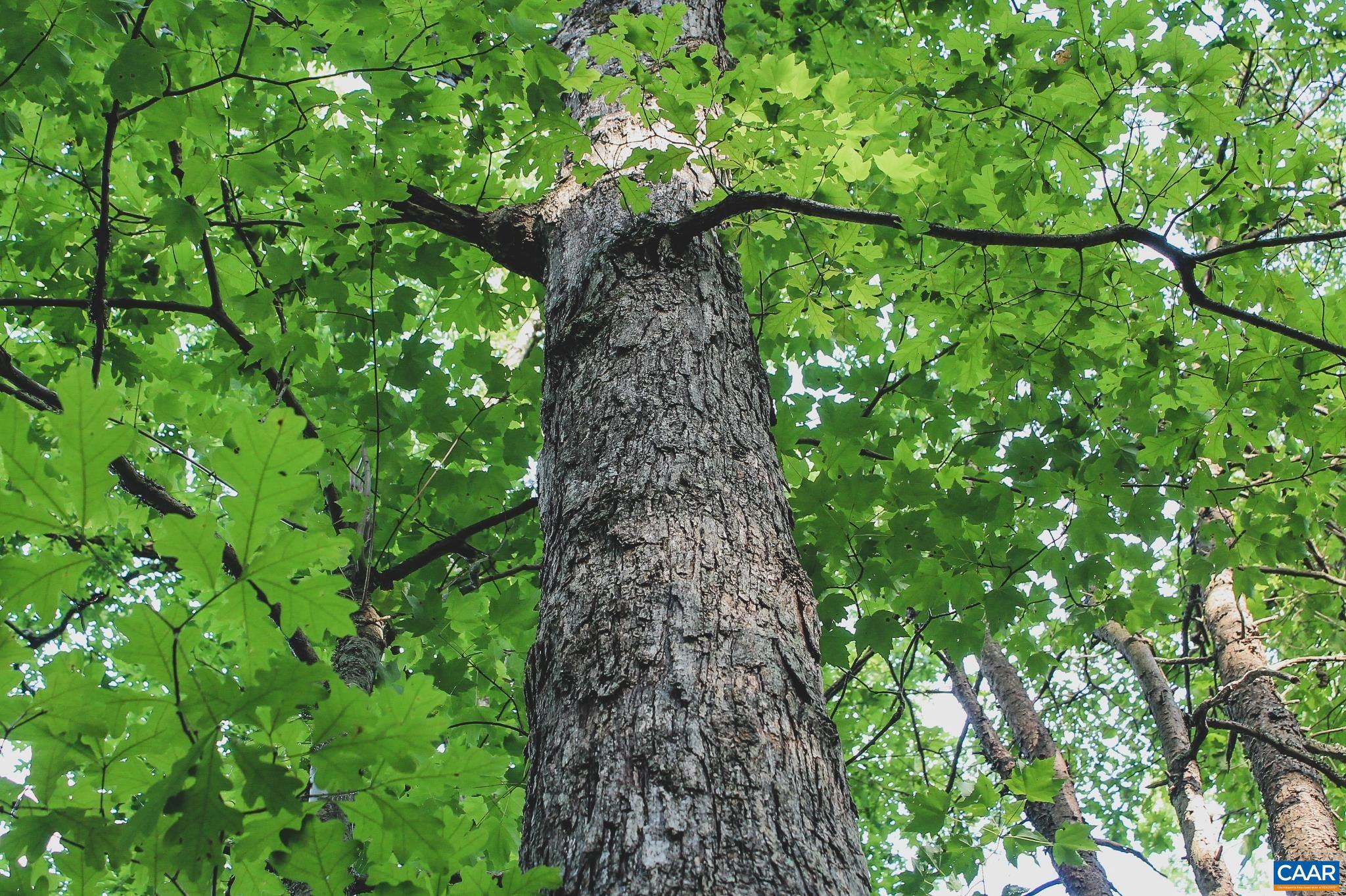 FARMS AT TURKEY RUN - Land