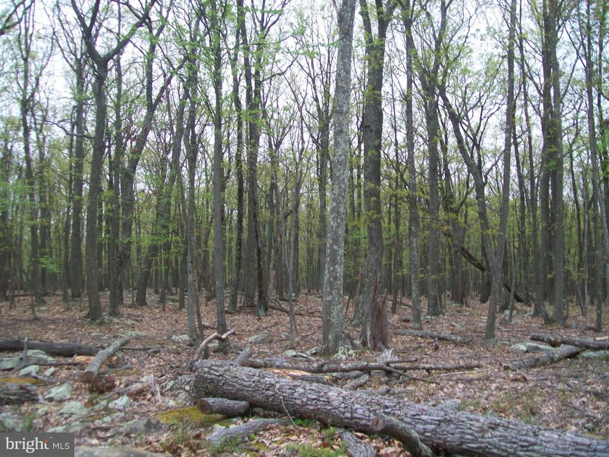 NICE WOODED "LEVEL" PROPERTY WITH PLEASANT VIEWS OF THE MOUNTAINS AND VALLEY.  SITUATED IN A PRIVATE SETTING BUT ONLY A SHORT DISTANCE FROM WINCHESTER.  BUILD, HUNT, CAMP.  ENJOY WILD WONDERFUL WEST VIRGINIA.