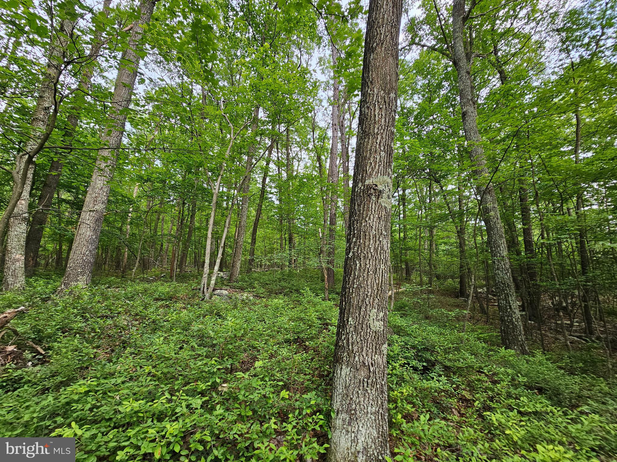 CACAPON HIGHLANDS - Land