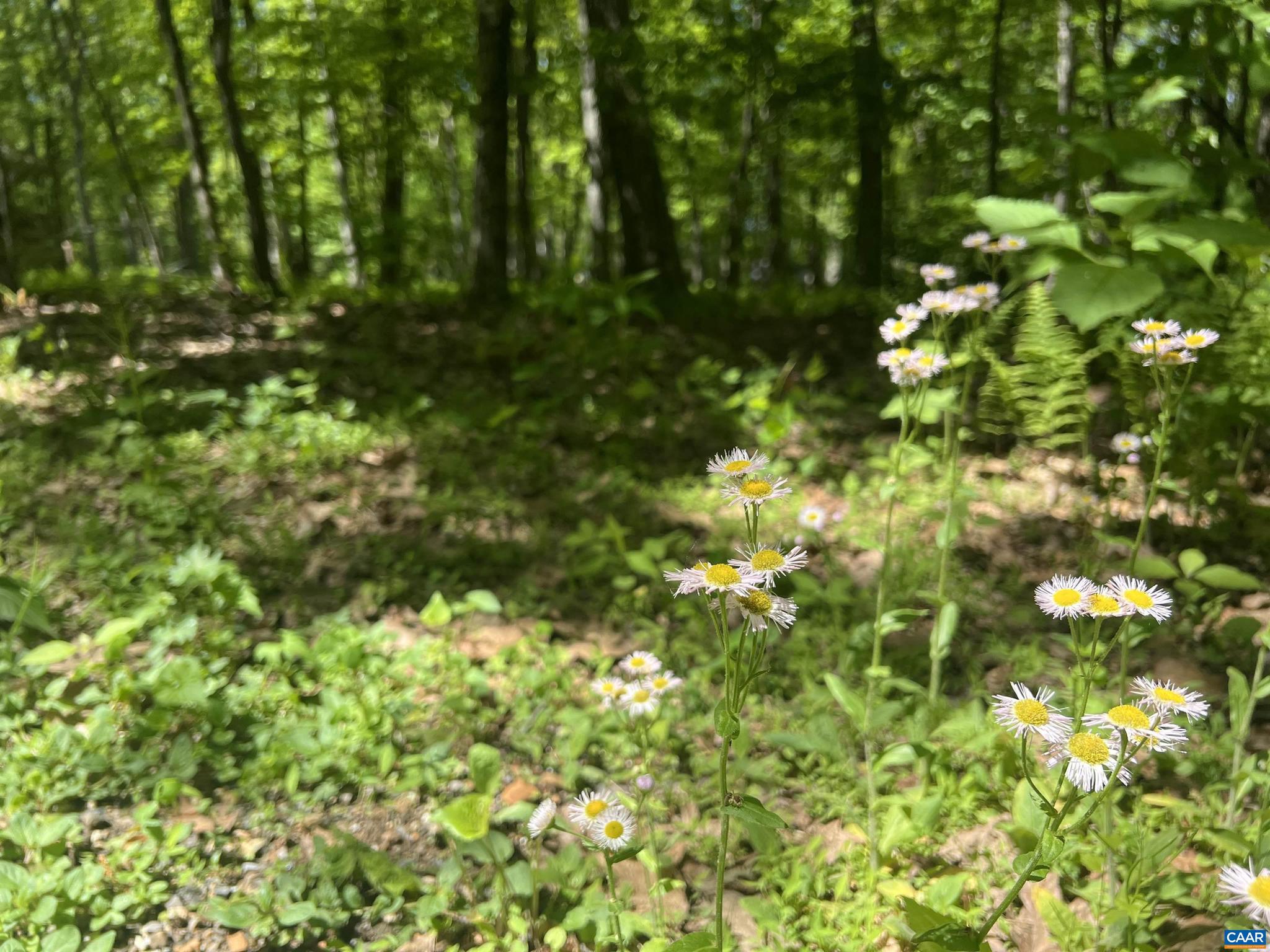 WINTERGREEN RESORT - Land