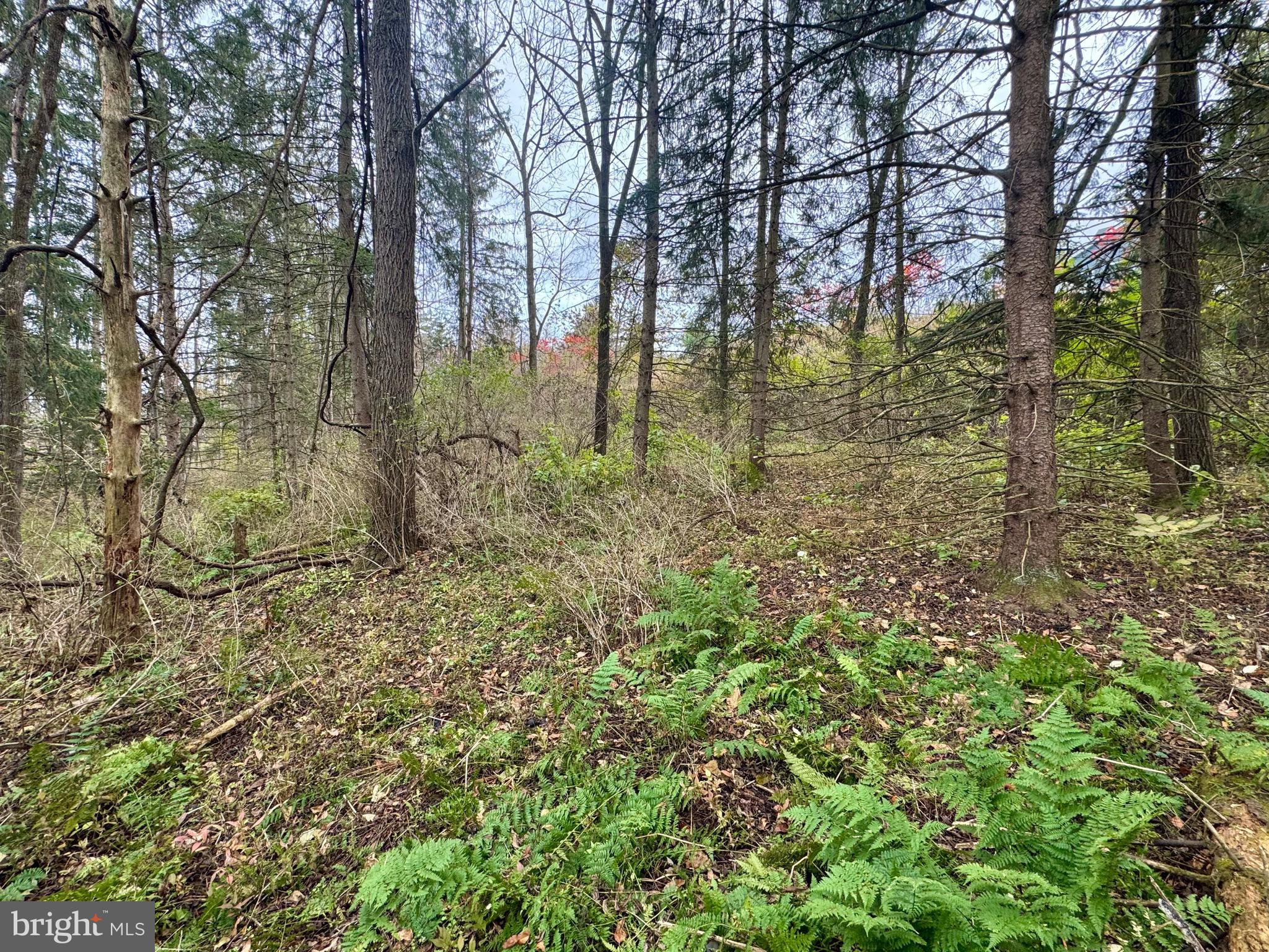 FOREST HEIGHTS - Land