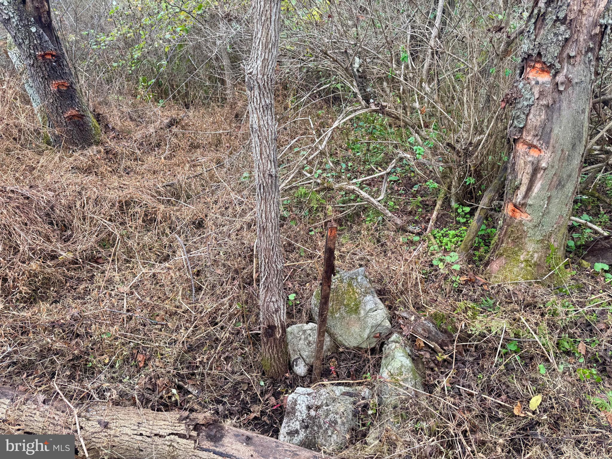 FOREST HEIGHTS - Land