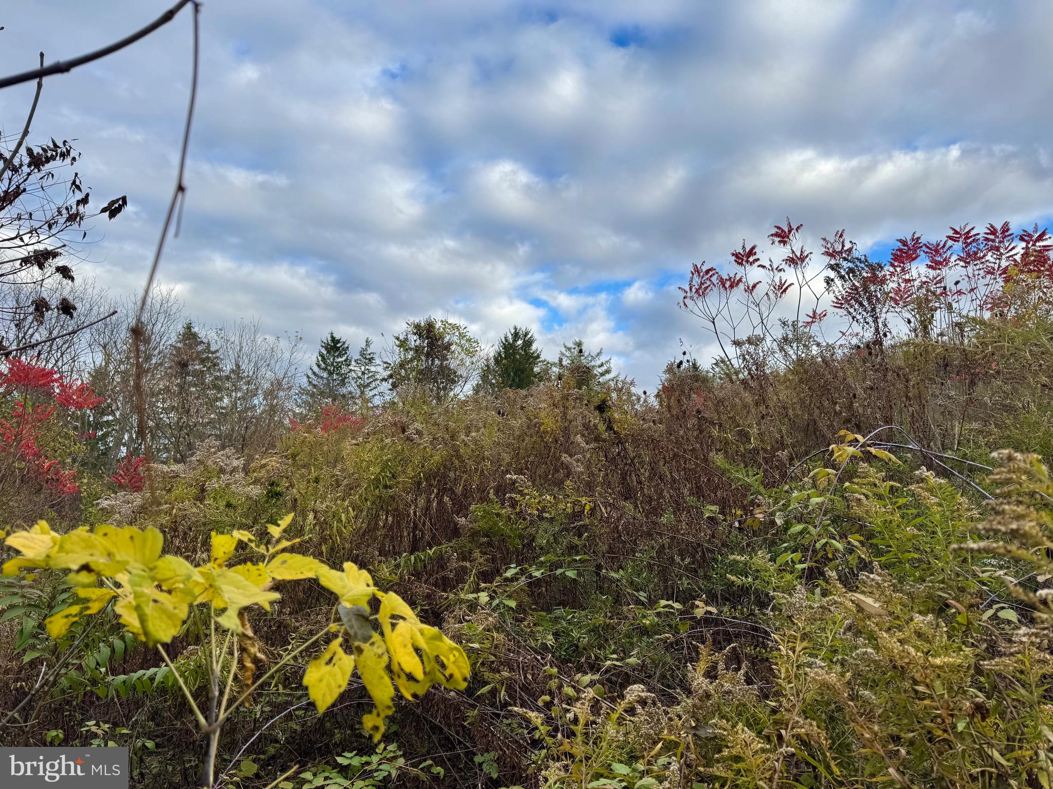 FOREST HEIGHTS - Land